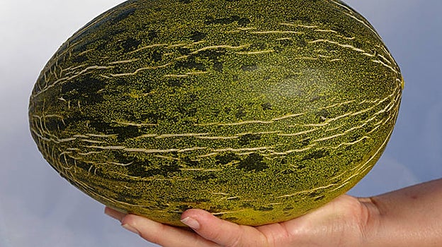 Melón piel de sapo.