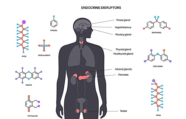 Algunos de los disruptores endocrinos más conocidos.