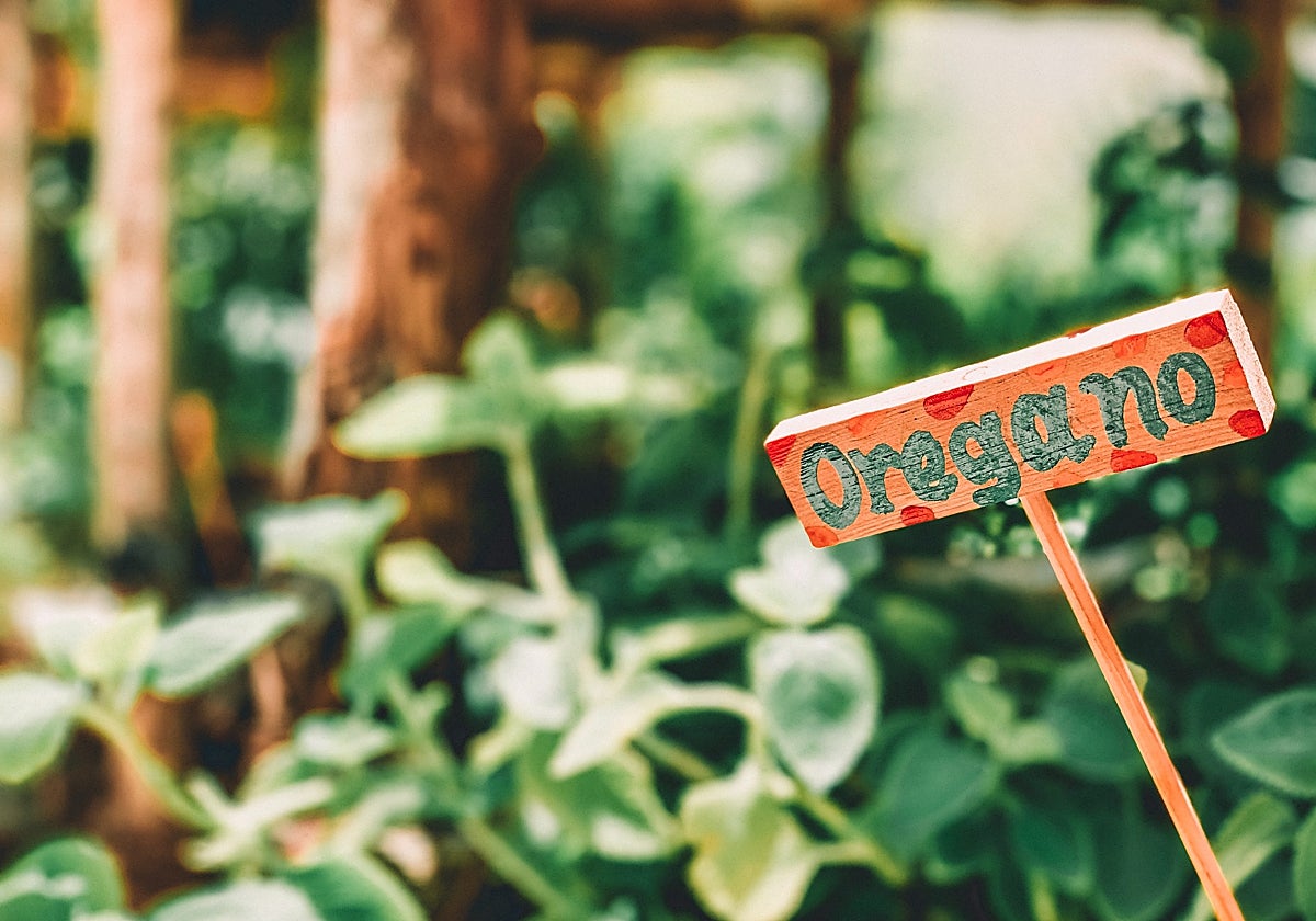 El orégano tiene propiedades antioxidantes.