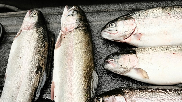 El bacalao es un pescado rico en omega 3.