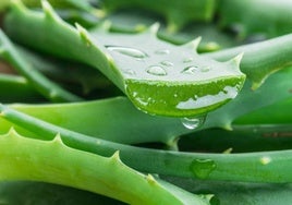 Qué pasa en el cuerpo si comemos aloe vera y cuáles son sus beneficios más allá de la piel