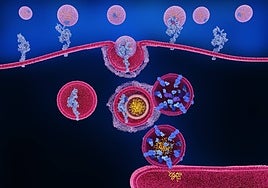 Hipertrigliceridemia