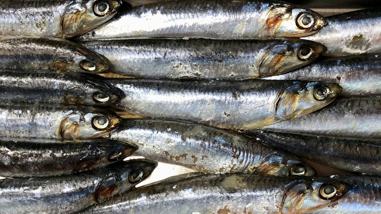 Sardinas, ricas en omega 3.