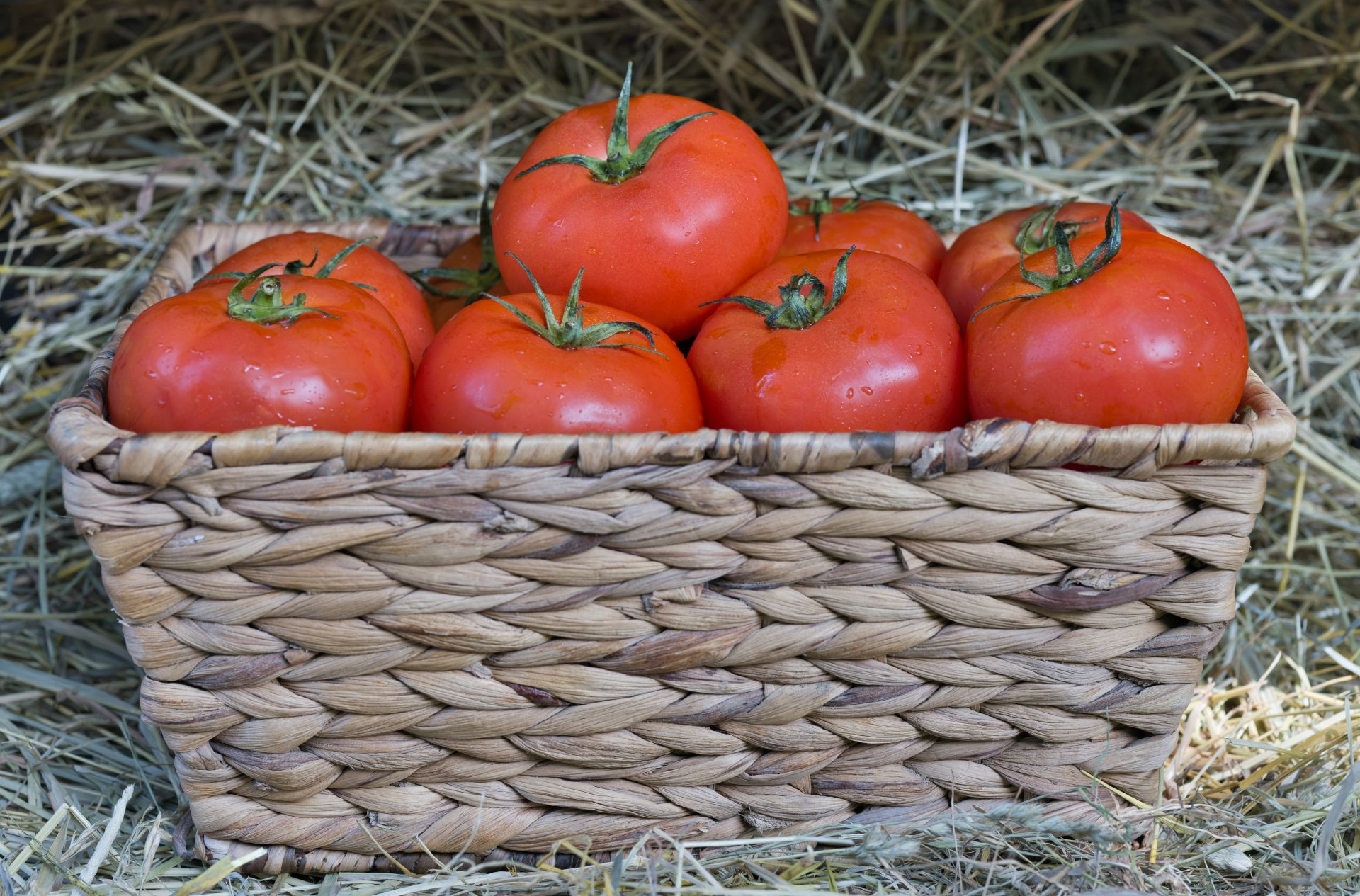 El tomate es una hortaliza rica en vitamina C, hierro y potasio. Protege la vista debido a la cantidad de vitamina A, que es un potente antioxidante, diurético natural, cuida la piel y evita el estreñimiento. Su aporte calórico es bajo, con 18 calorías por cada 100 gramos.
