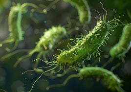 Helicobacter pylori