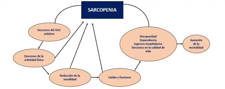 Consequences associated with sarcopenia