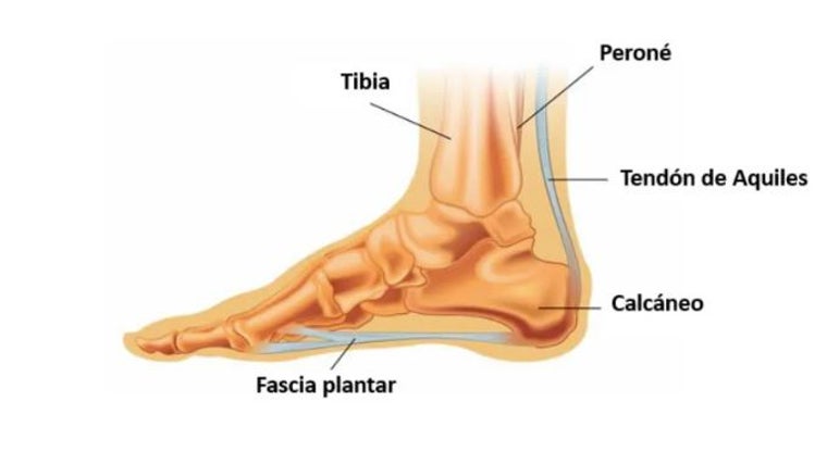 Localización de la fascia plantar