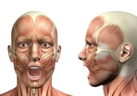 El músculo de la cara que indica el riesgo de sufrir sarcopenia o pérdida de masa muscular