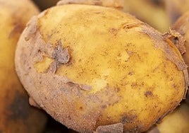 Pablo Ojeda avisa sobre la señal que indica que una patata no es apta para el consumo: «No se debe comer nunca»