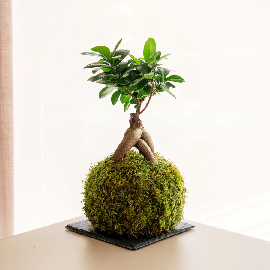 Este Ficus Ginseng Kokedama de Omotesando Plants es una opción perfecta para los que aman la decoración vegetal. Su tronco y sus particulares raíces aéreas hacen que quede perfecto con la kokedama. Recuerda a un bonsái, pero la kokedama le da un toque más atrevido y original. Precio: 42 euros