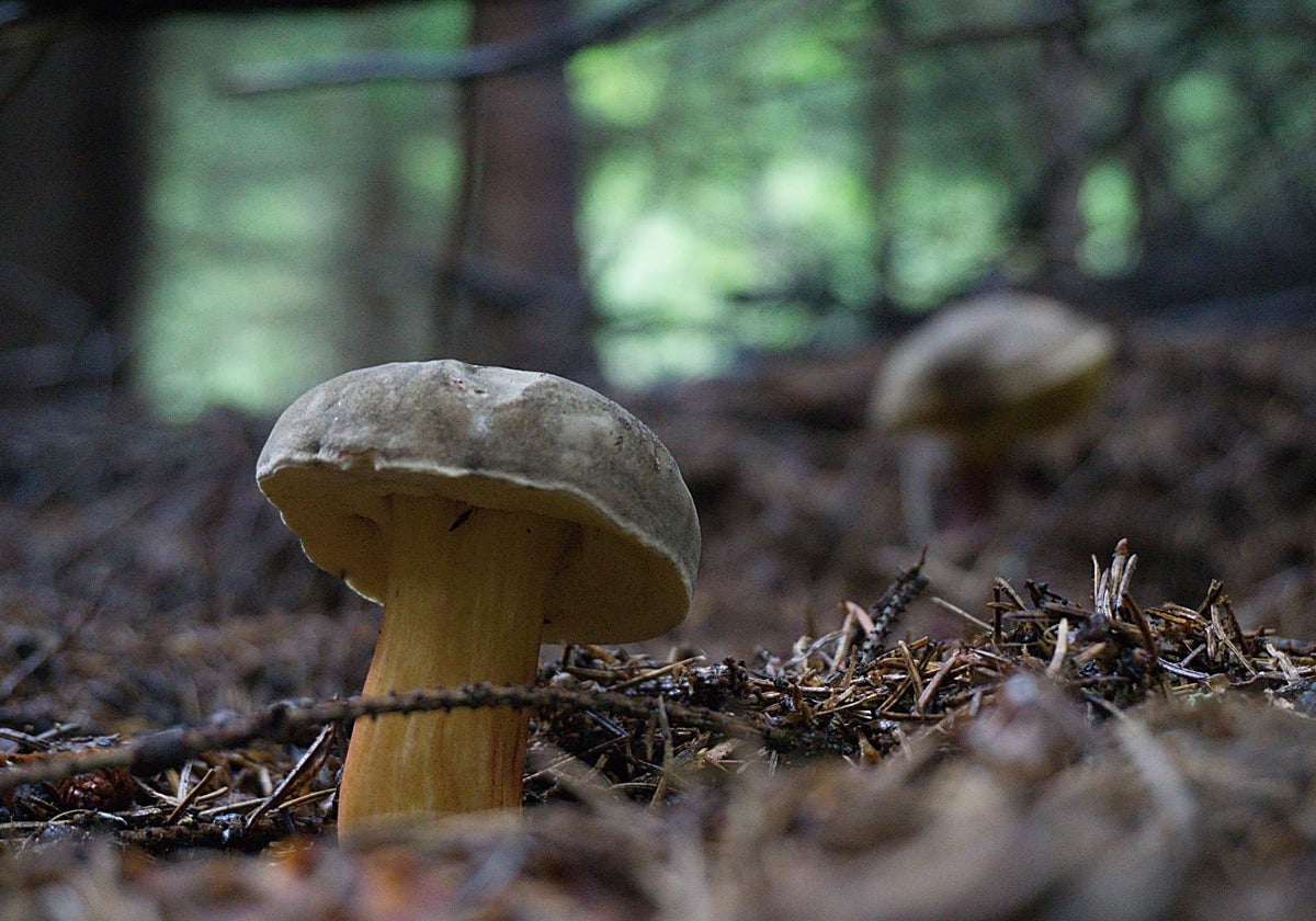 Los boletus tienen multiples beneficios