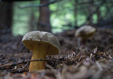 Los boletus tienen multiples beneficios