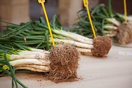 Temporada de calçots: cuáles son sus beneficios y en qué se diferencia de la cebolla
