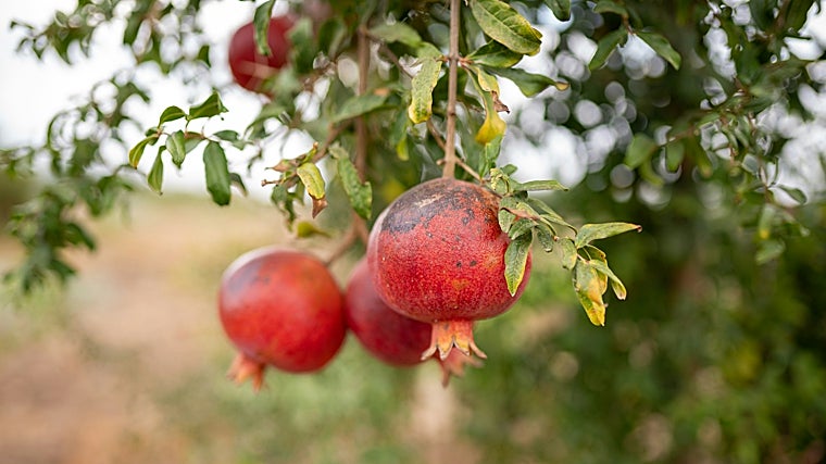 Granada: los beneficios de la fruta antioxidante repleta de nutrientes