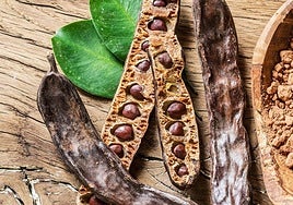 Algarroba, el regreso silencioso de la joya nutricional que quiso ser cacao