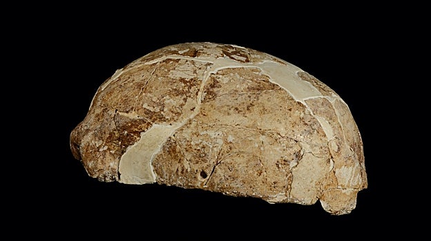 La vista lateral del cráneo desenterrado de la cueva del Ciervo Rojo