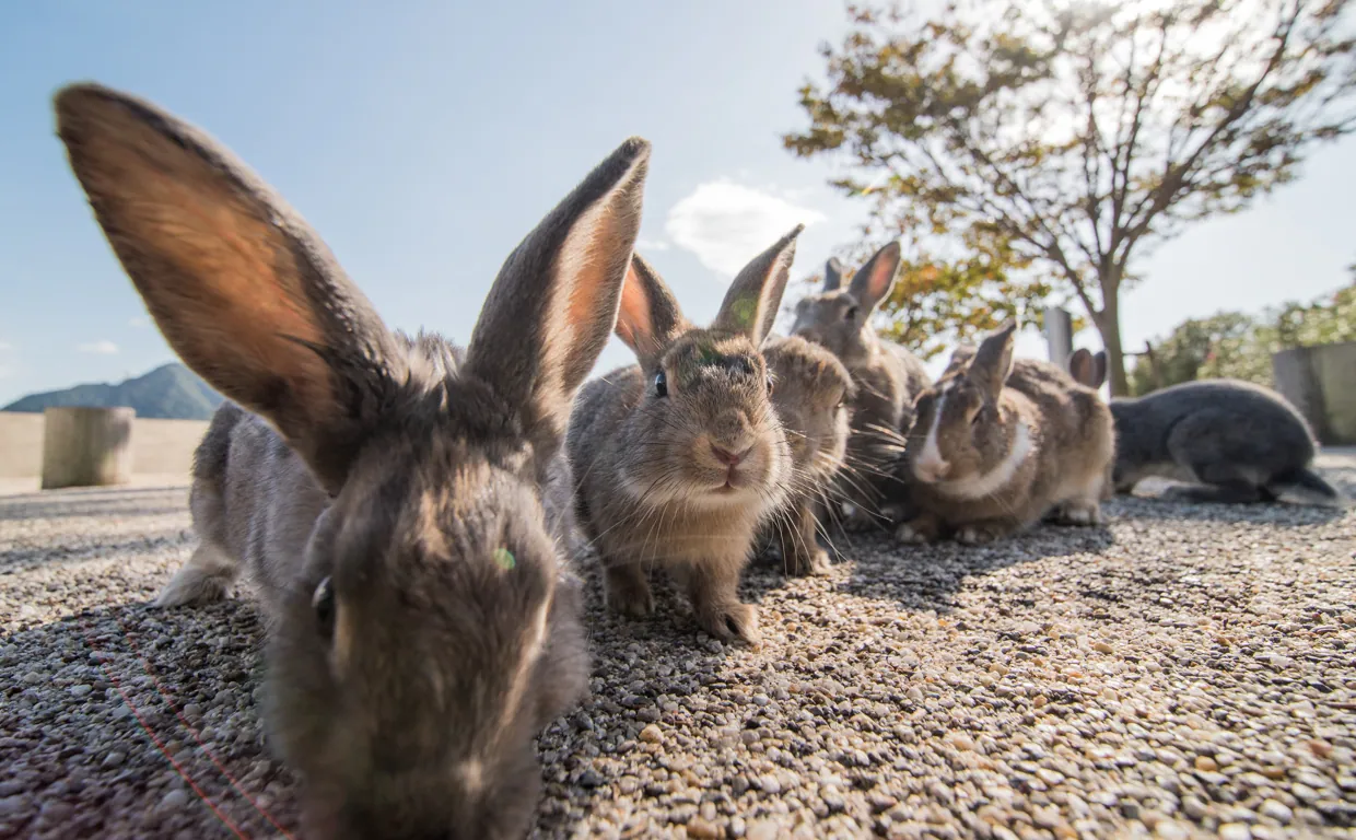 La curiosa historia de la plaga de conejos en Australia