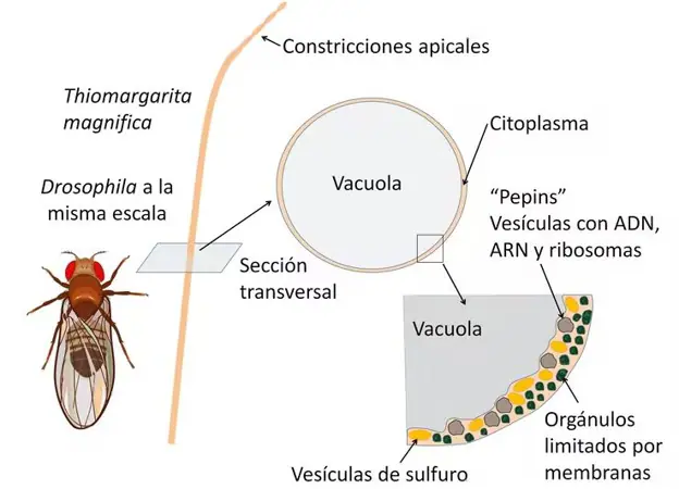 Comparative scheme of Thiomargarita magnifica.