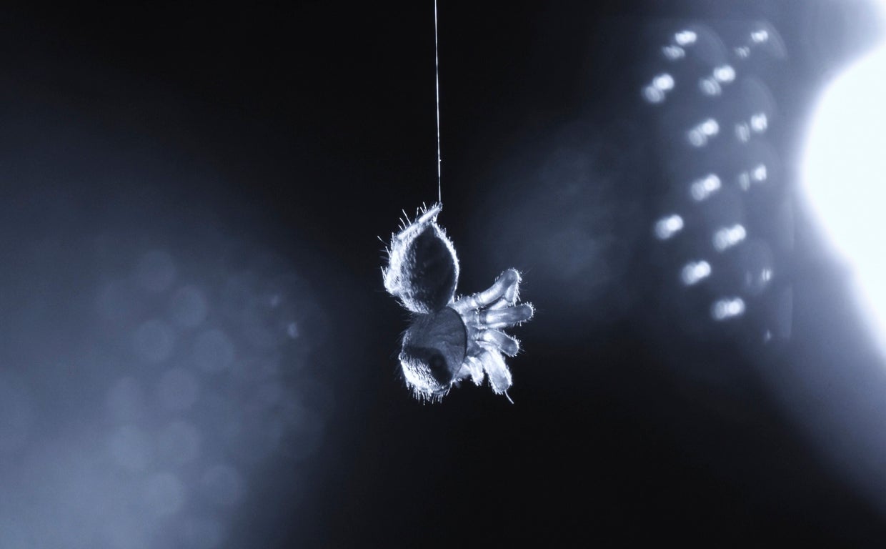 Una araña saltadora (E. arcuata) que muestra una flexión de piernas durante un estado similar al sueño REM