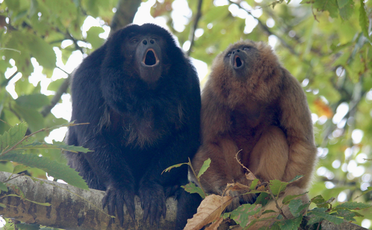 Una laringe más simple que la de otros primates permitió que pudiéramos hablar