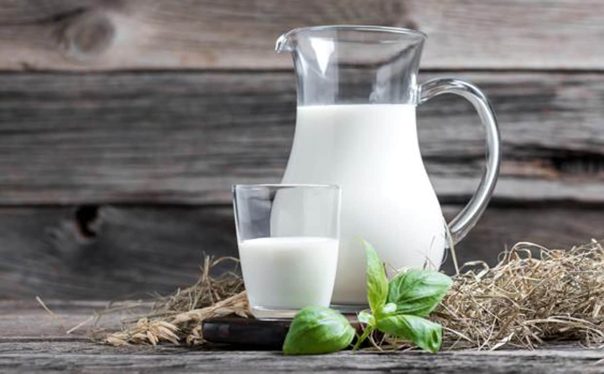 ¿Cuál es la leche materna con mayor cantidad de grasa de todo el reino animal?