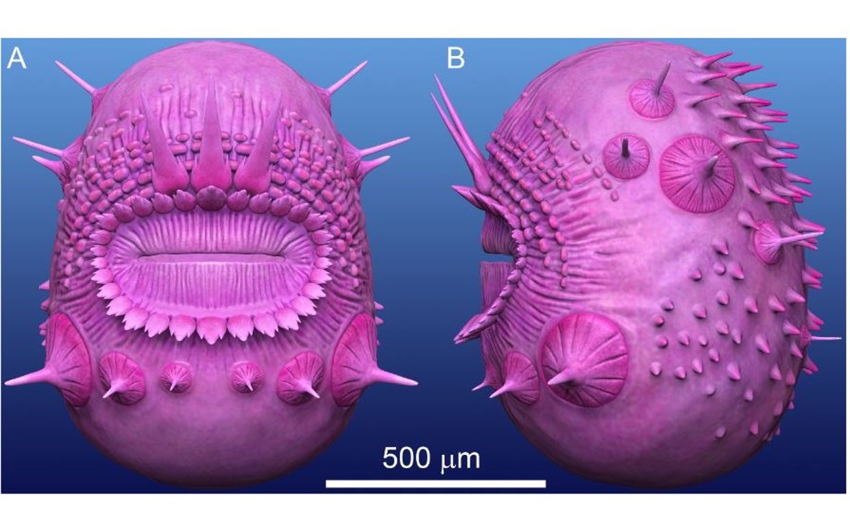 Reconstrucción del Saccorhytus
