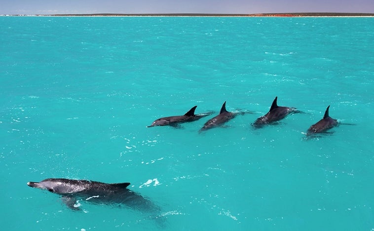 Los delfines forman las redes de alianzas más extensas después de los humanos