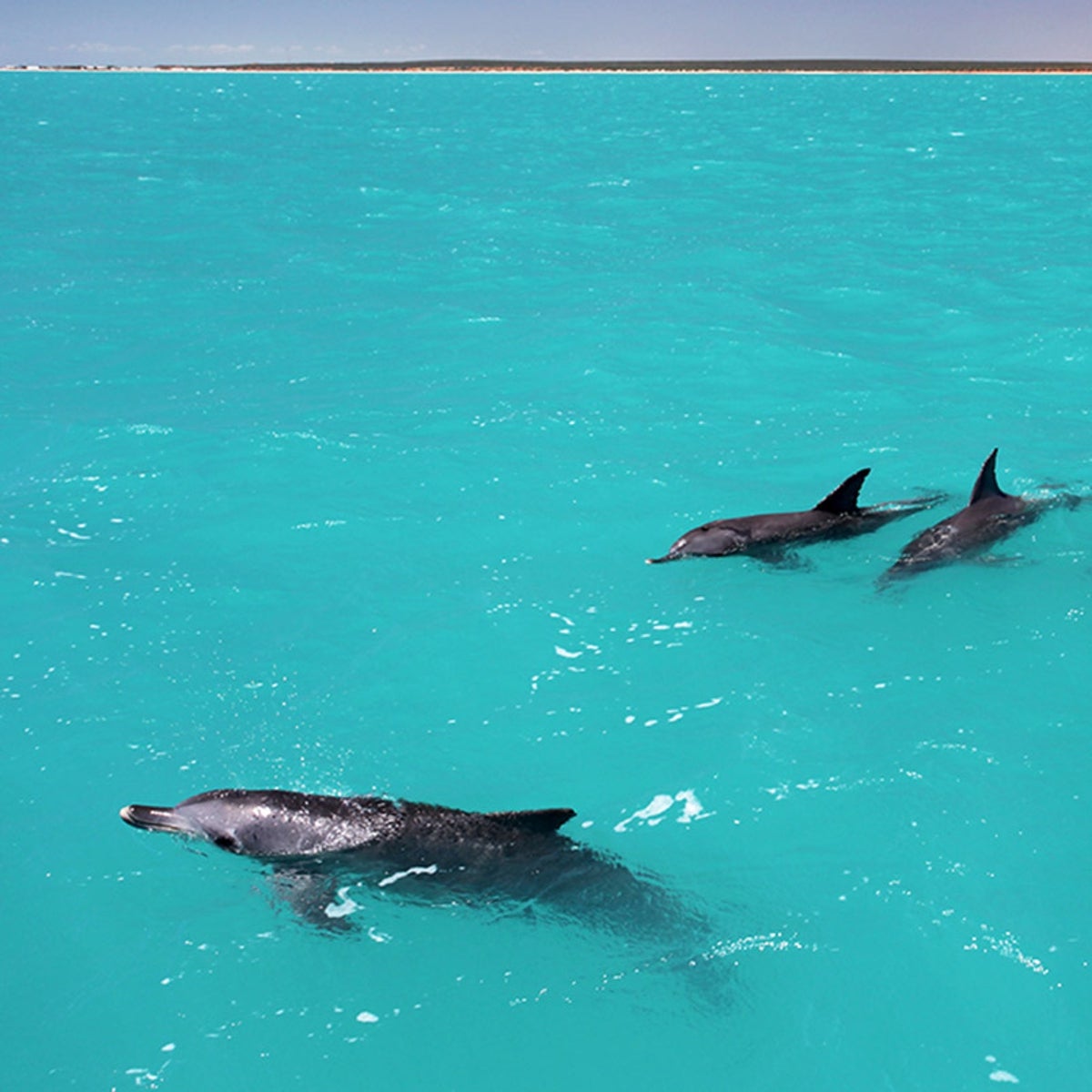 Los delfines forman las redes de alianzas más extensas después de los humanos