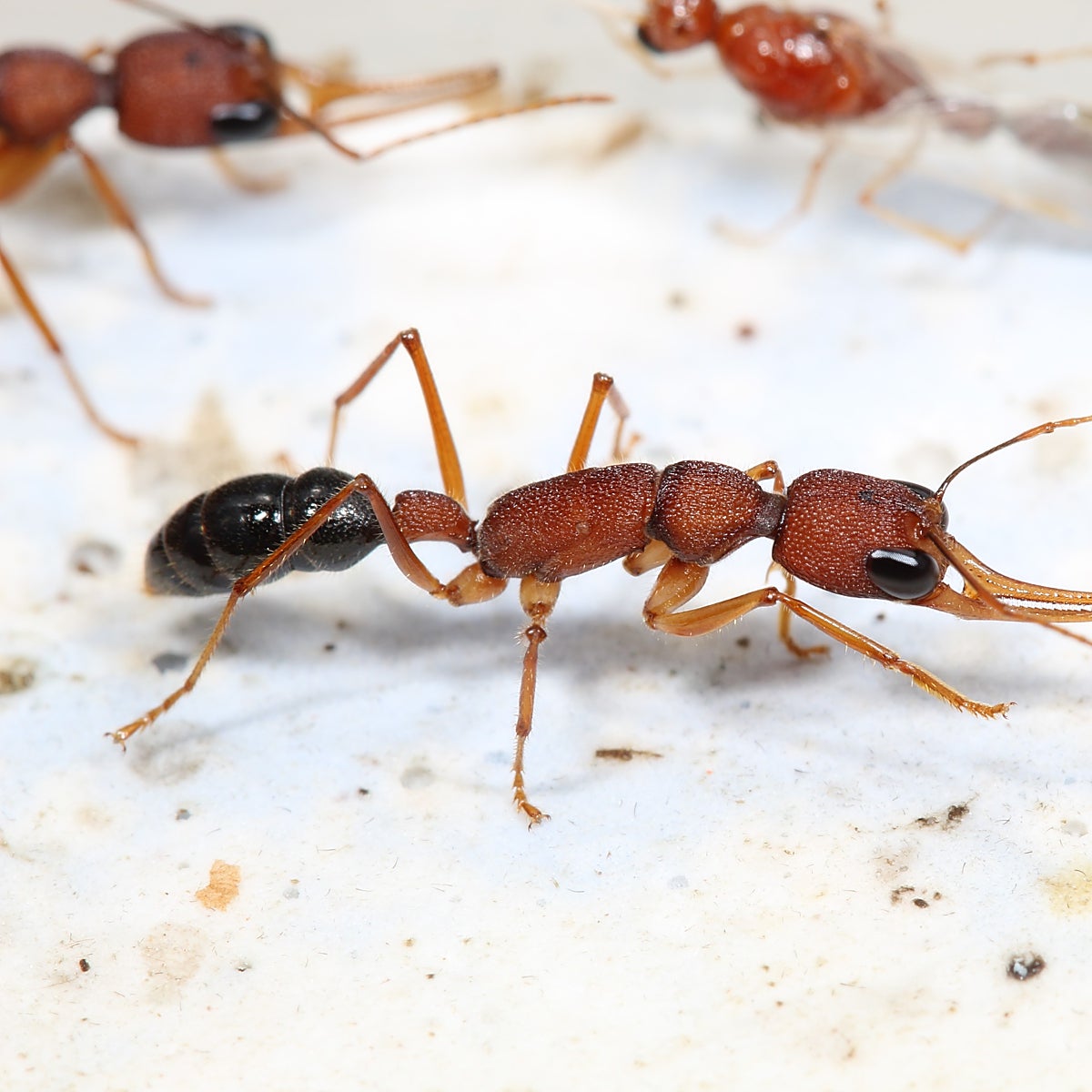 Hormigas: así logran las reinas tener muchos hijos y vivir hasta 30 veces más que las obreras