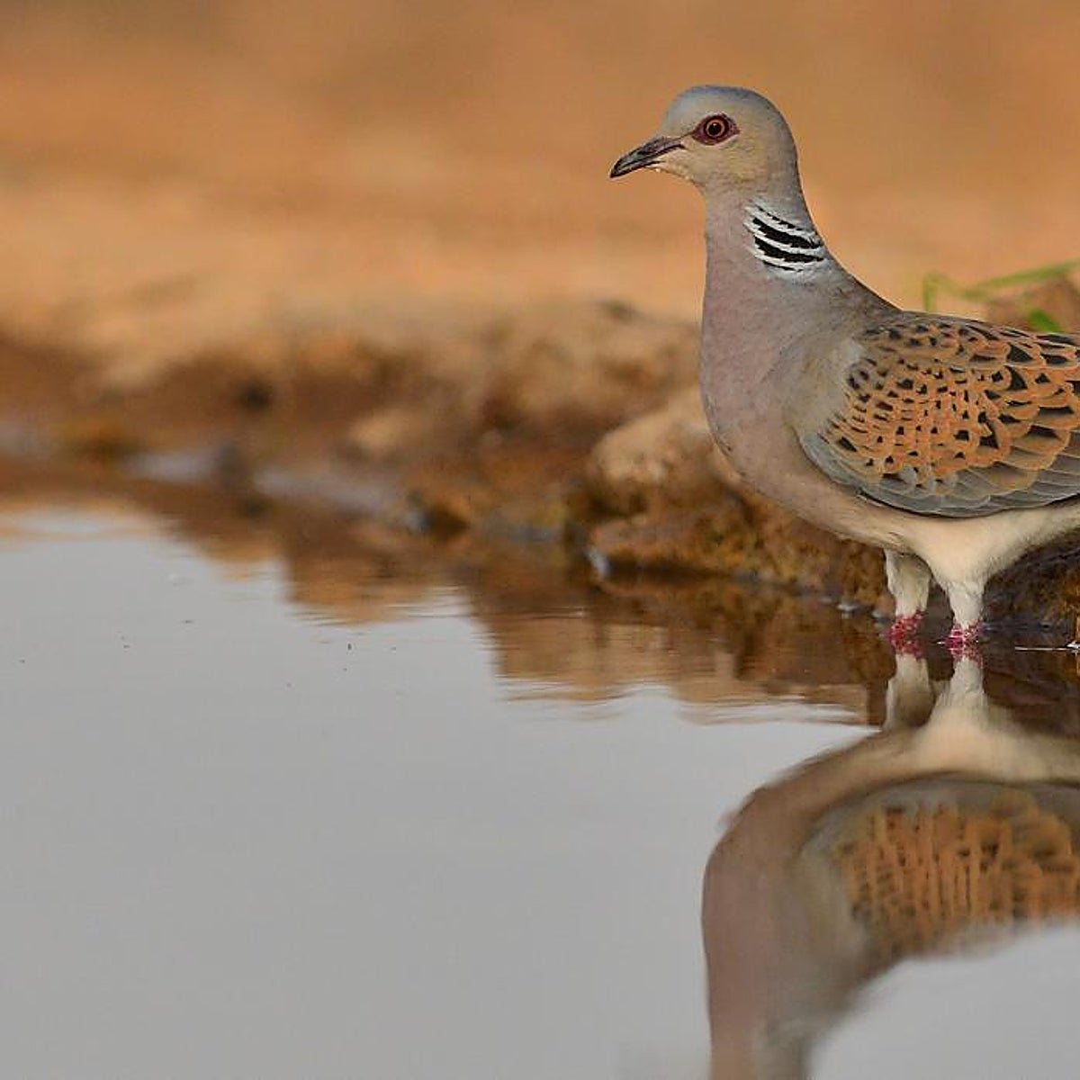 Las tórtolas: símbolo del amor y de una maldición milenaria