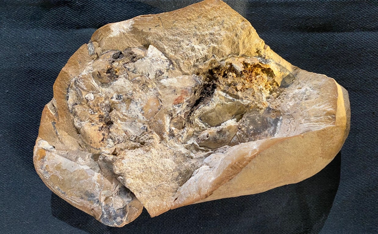 El fósil del pez Gogo donde los investigadores descubrieron el corazón conservado en tres dimensiones de 380 millones de años