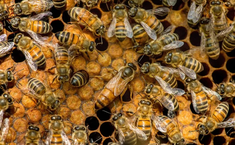 ¿Qué hace que una abeja se convierta en reina?