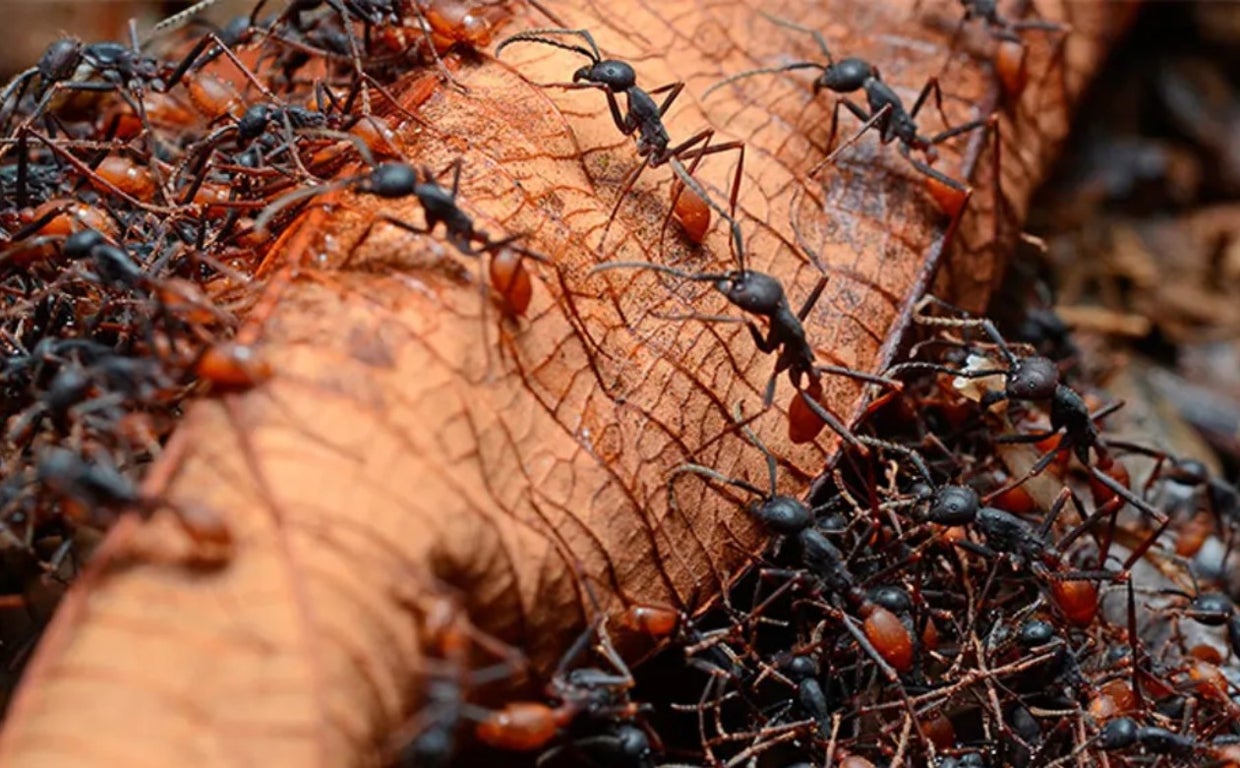 La estimación de las hormigas es la más precisa hecha hasta el momento