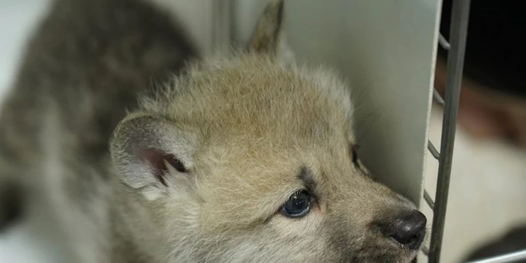 She is Maya, the first Arctic wolf cloned by China