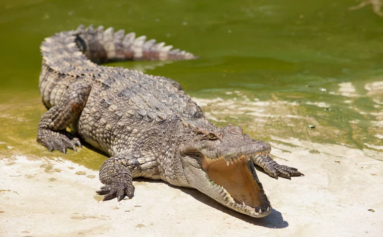 ¿Pueden los cocodrilos emitir sonidos?