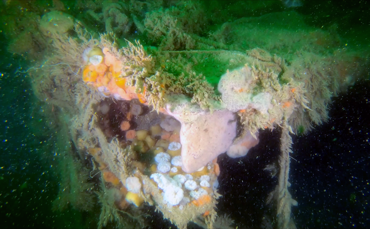 Revestimiento de cubierta rasgado del V 1302 John Mahn que fue dañado por la bomba que golpeó en medio del barco