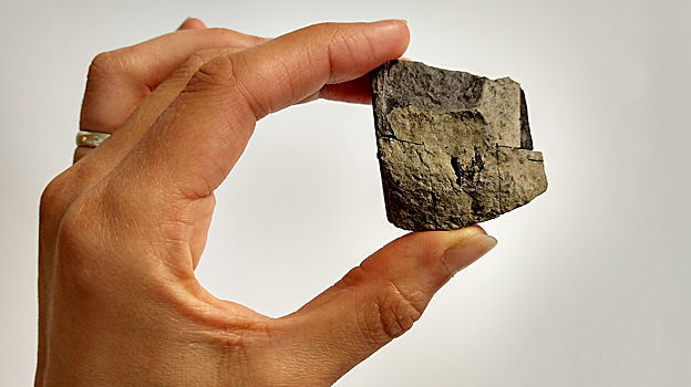 El fósil real, en las colecciones de los Museos Nacionales de Escocia