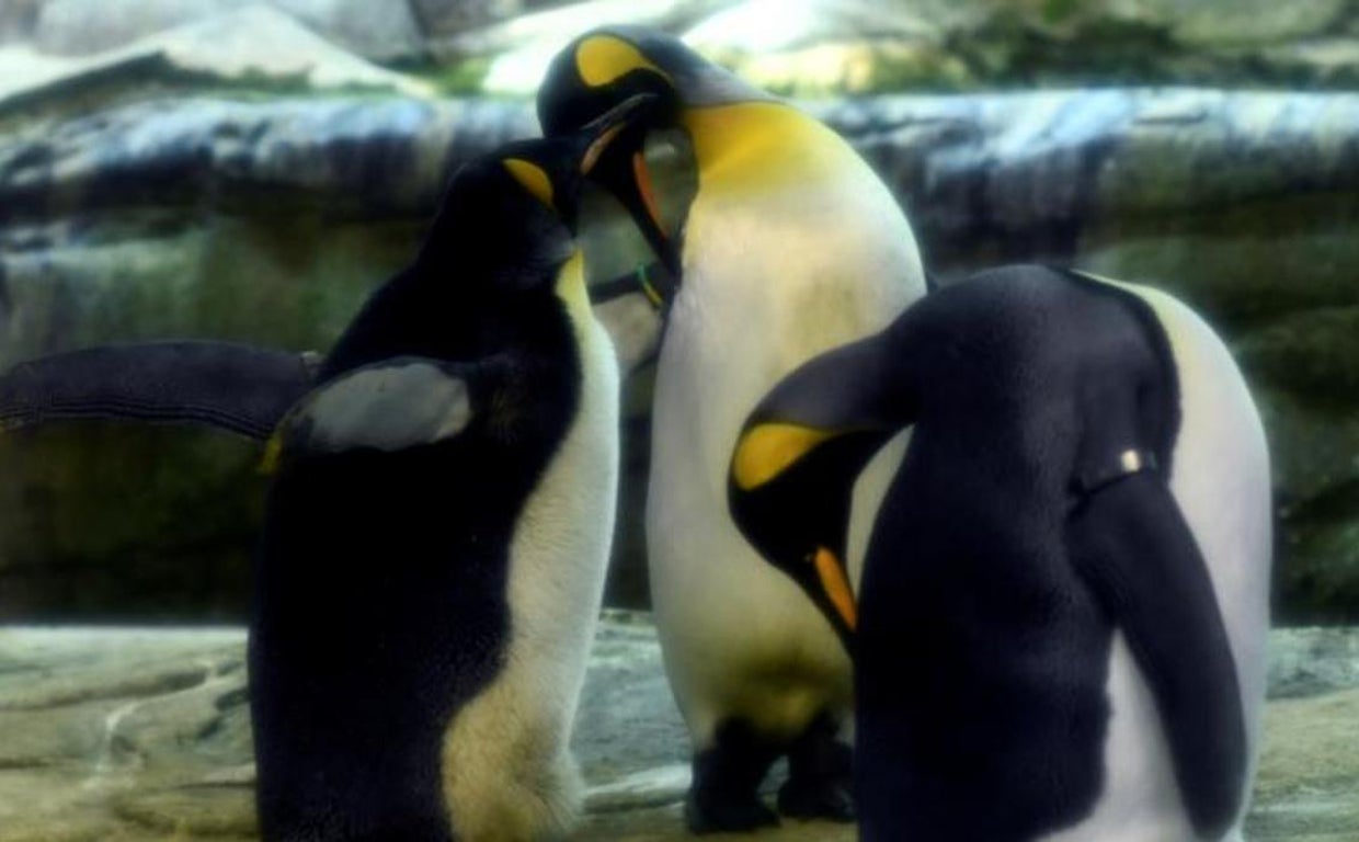 De la homosexualidad de los pingüinos a la masturbación de los delfines: la  diversidad sexual en el mundo animal