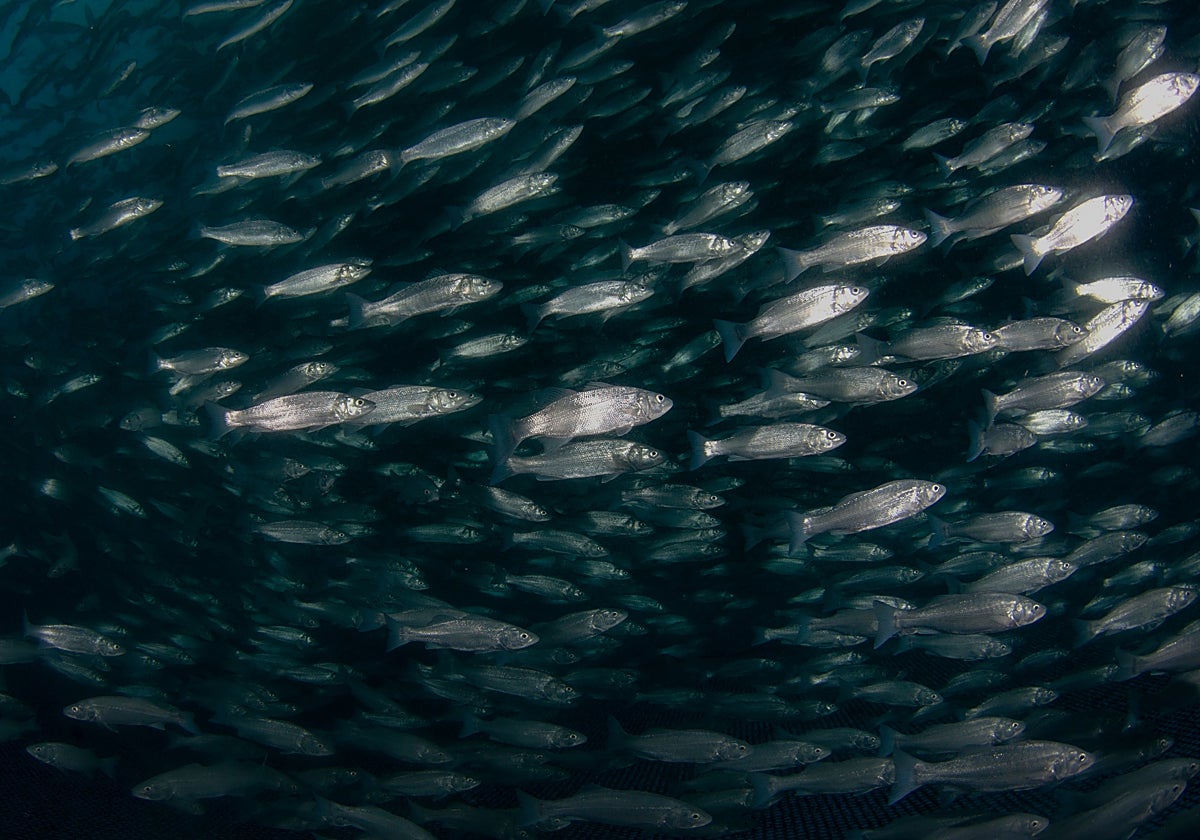 Un banco de lubinas, una especie cuyo estudio se ha incrementado este año