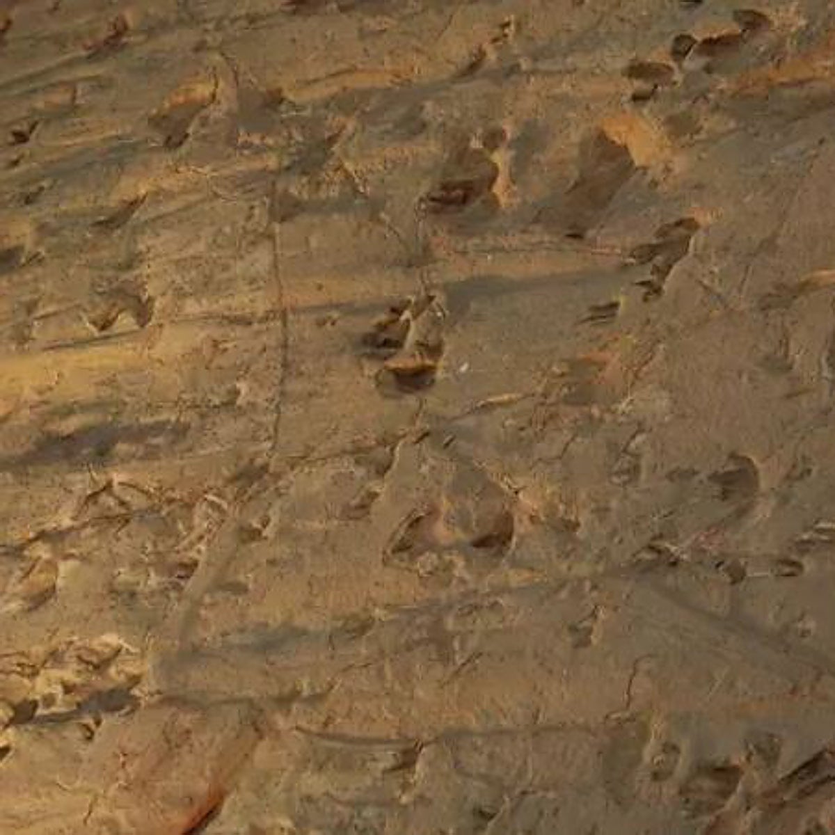 El feroz depredador que en realidad era un inocente herbívoro: giro en la única estampida de dinosaurios de la que hay registro