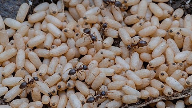 Interior de una colonia, con hormigas adultas sobre las pupas
