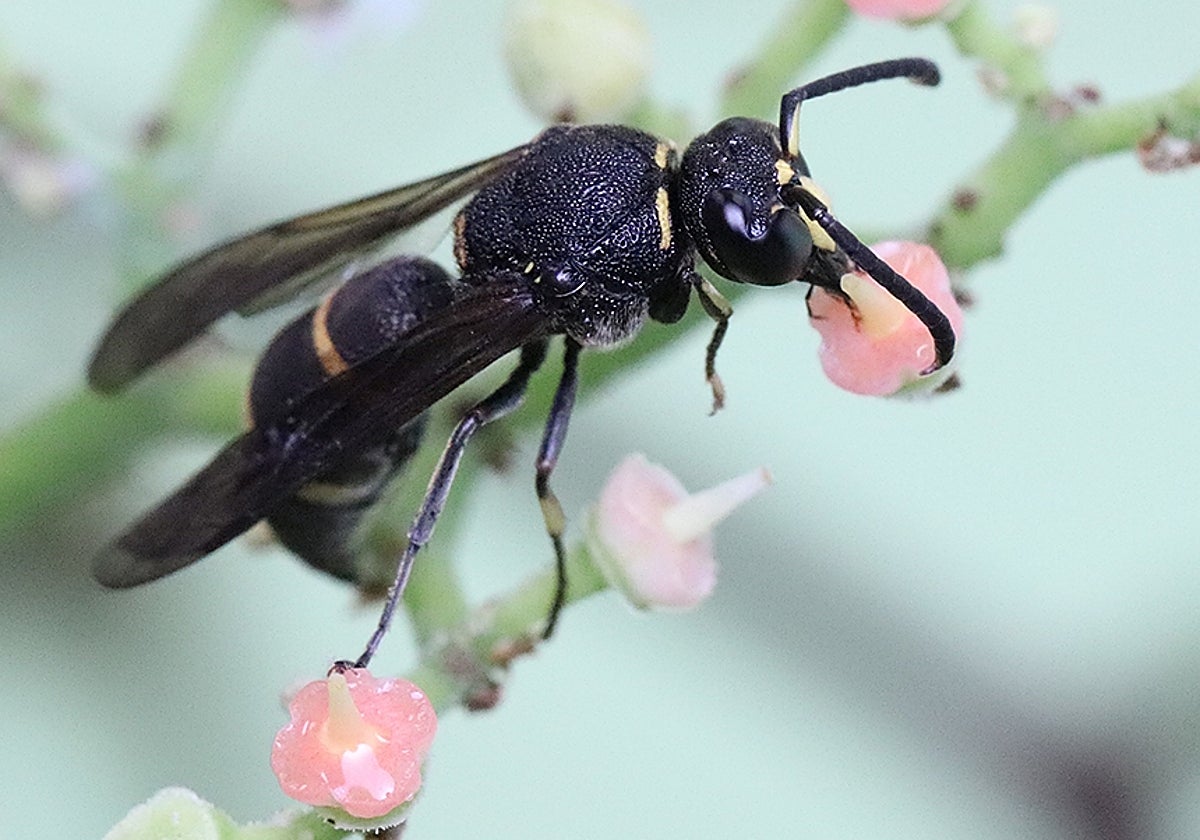 En el vídeo, defensa de una avispa macho (Anterhynchium gibbifrons) contra una rana arborícola. En la foto, un ejemplar masculino