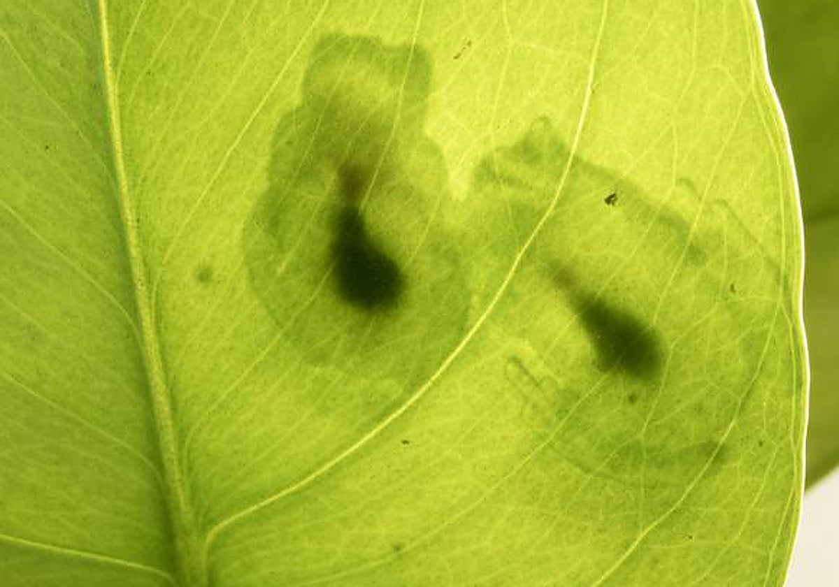 Dos ranas sobre una hoja vistas desde la cara opuesta