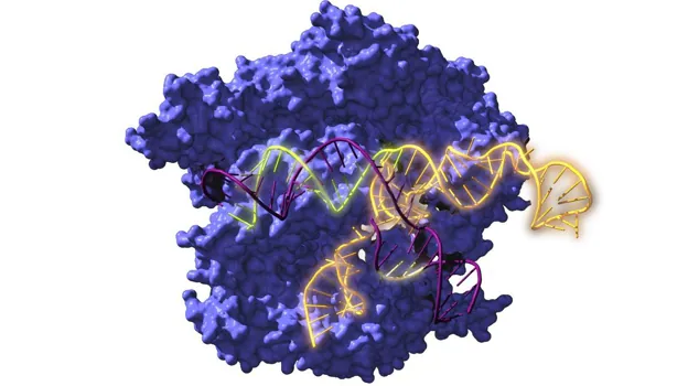 Image Of Cas9, An Endonuclease Enzyme Associated With The Crispr System, Acting On Target Dna