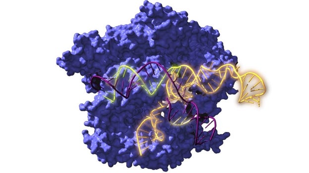 Imagen de Cas9, una enzima endonucleasa asociada con el sistema CRISPR, actuando sobre el ADN objetivo