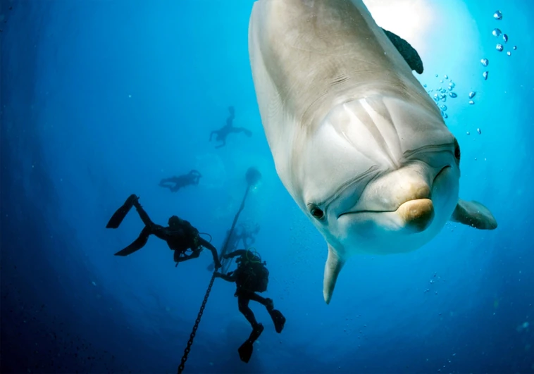 El ruido causado por los humanos fuerza a los delfines a 'gritarse' unos a otros
