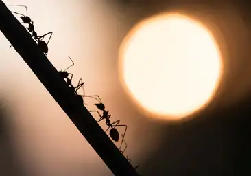 ¿Por qué las hormigas caminan en fila?