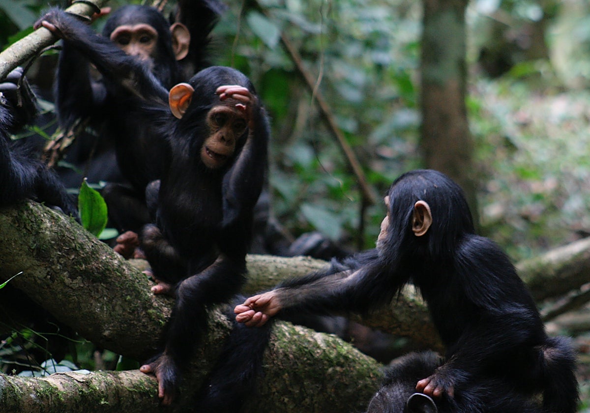 Los chimpancés usan muchos gestos diferentes para comunicarse, como este 'alcanzar' que suelen emplear para pedir comida