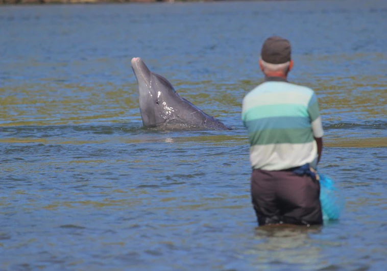 Los increíbles delfines que con sus señales ayudan a los pescadores de Brasil a capturar más peces