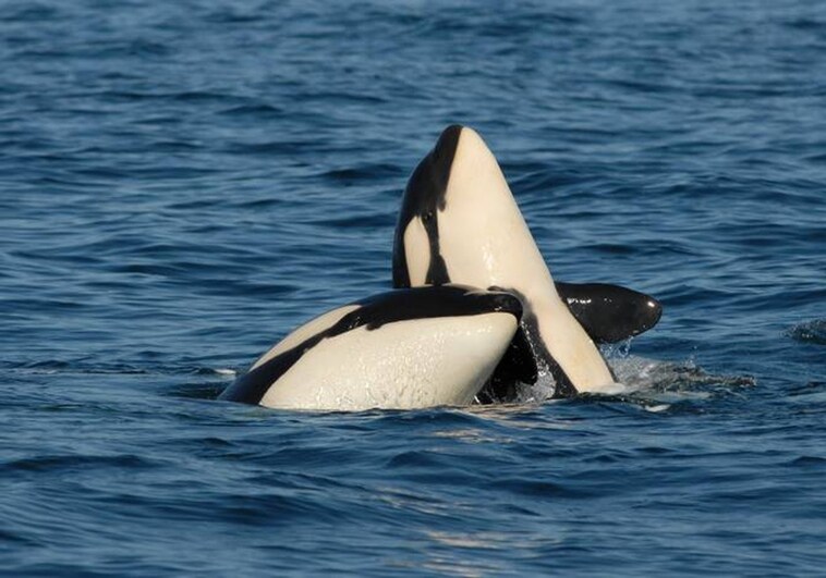 Los 'niños de mamá' podrían costar la supervivencia a las ballenas asesinas